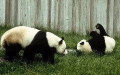 Two Pandas playing